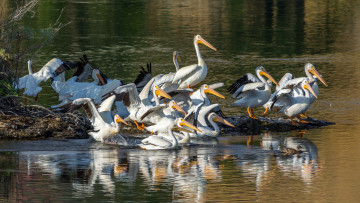 Картинка животные пеликаны птичка