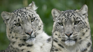 Картинка животные снежный+барс+ ирбис барсы пара хищники