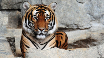 Картинка животные тигры хищник