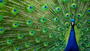 Картинка животные павлины хвост павлин