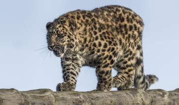 Картинка amur+leopard животные леопарды хищник