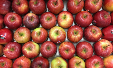 Картинка еда Яблоки яблочки