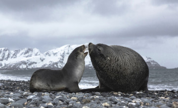 Картинка кергеленские+морские+котики животные тюлени +морские+львы +морские+котики камни берег беседа горы галька море