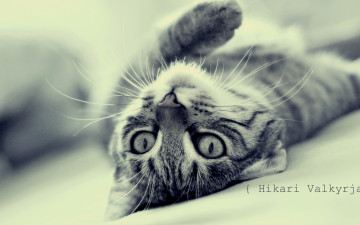 Картинка животные коты кошка лежит