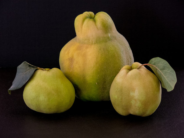Обои картинки фото еда, груши, плоды