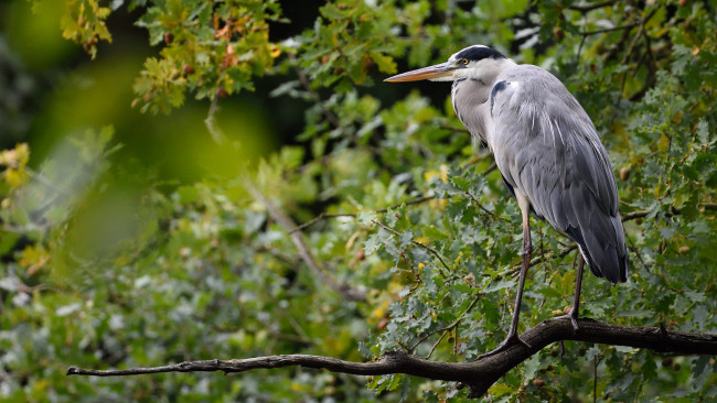 Обои картинки фото животные, цапли,  выпи, птичка