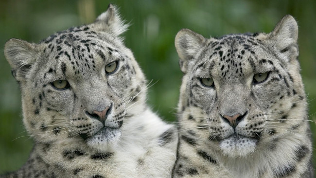 Обои картинки фото животные, снежный барс , ирбис, барсы, пара, хищники