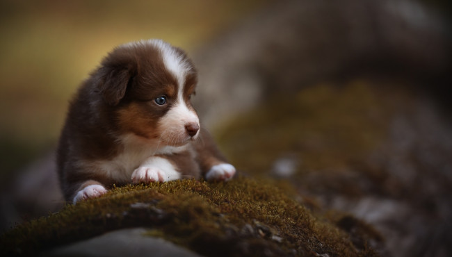 Обои картинки фото австралийская овчарка, животные, собаки, щенок, ковер