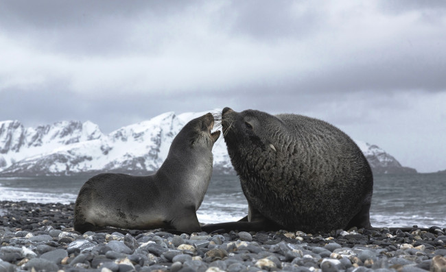 Обои картинки фото кергеленские морские котики, животные, тюлени,  морские львы,  морские котики, камни, берег, беседа, горы, галька, море