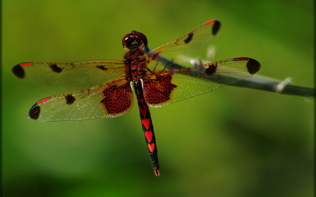 Обои картинки фото животные, стрекозы, сучок, насекомое, стрекоза