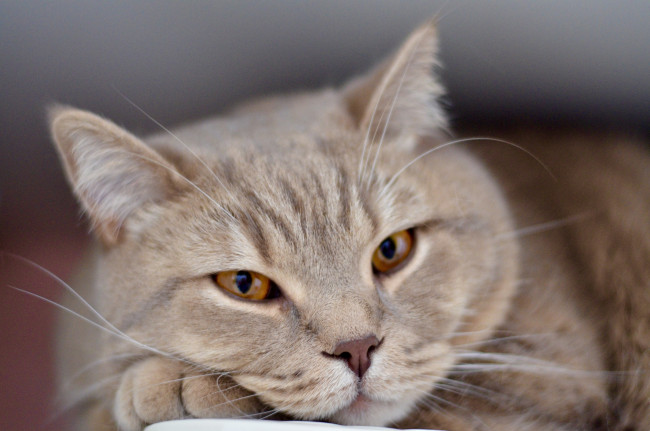 Обои картинки фото животные, коты, взгляд, кот, усы