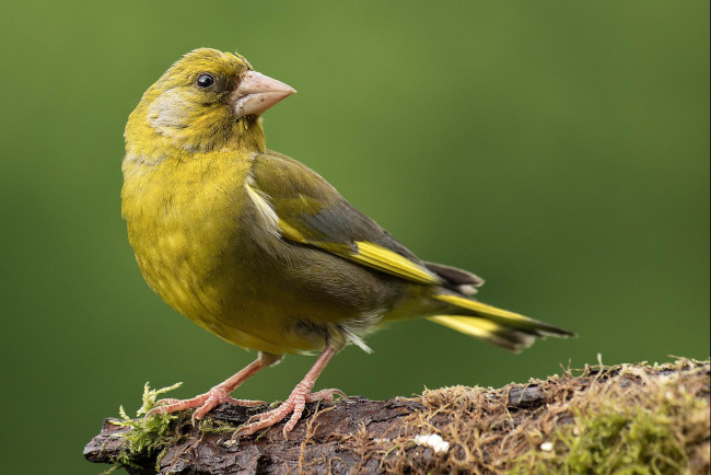 Обои картинки фото животные, птицы, птичка