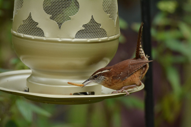 Обои картинки фото животные, птицы, птичка