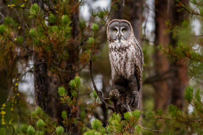 Обои картинки фото животные, совы, птичка