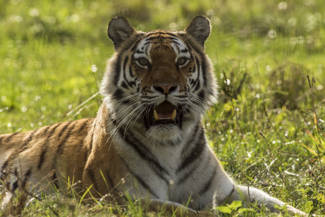 Обои картинки фото животные, тигры, хищник