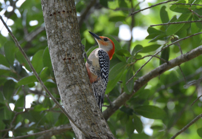 Обои картинки фото животные, дятлы, птичка