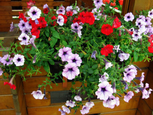 Картинка цветы петунии +калибрахоа сурфиния