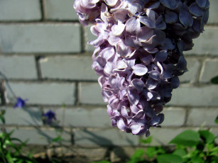 Картинка цветы сирень гроздь