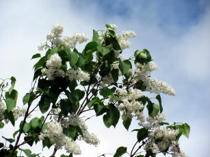 Картинка цветы сирень гроздья весна куст белые