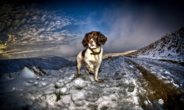 Картинка животные собаки взгляд