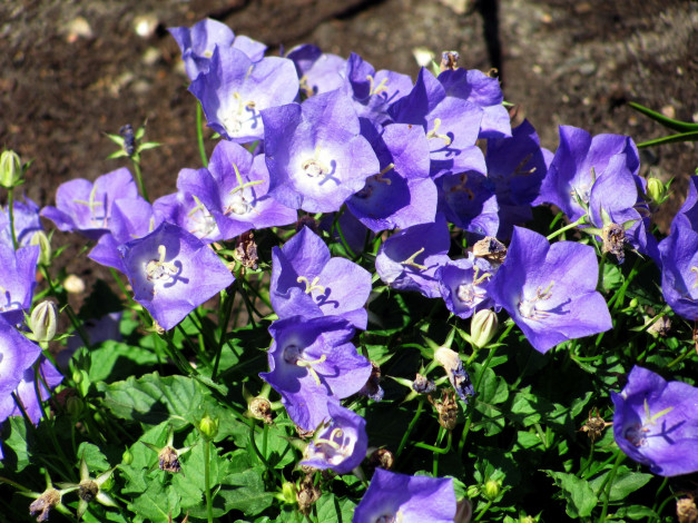 Обои картинки фото цветы, колокольчики, лиловый