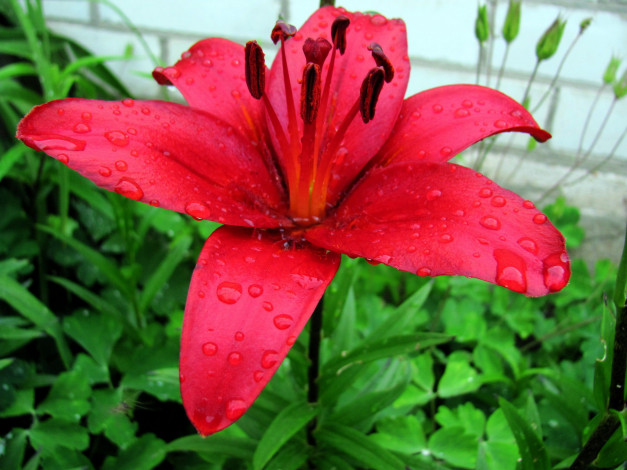 Обои картинки фото цветы, лилии,  лилейники, макро, капли, алый