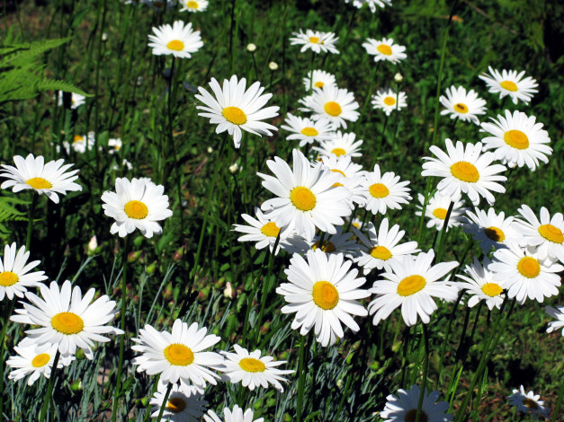 Обои картинки фото цветы, ромашки, белый