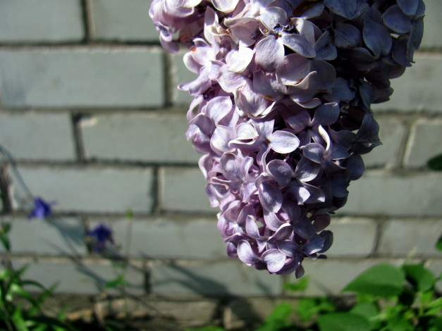 Обои картинки фото цветы, сирень, гроздь