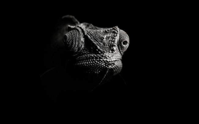 Обои картинки фото животные, хамелеоны, черно-белая, ящерица, хамелеон, голова
