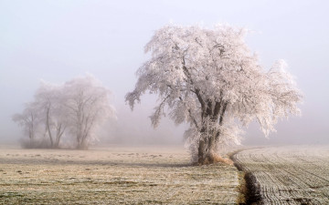 Картинка природа деревья дерево поле иней
