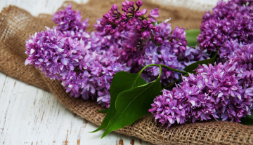 Картинка цветы сирень ветка весна