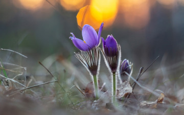 Картинка цветы анемоны +сон-трава сон-трава