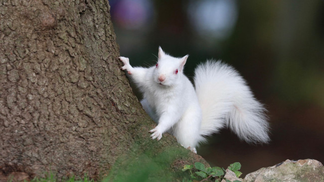 Обои картинки фото белка альбинос, животные, белки, белка, альбинос, белая, аномалия, грызуны, беличье