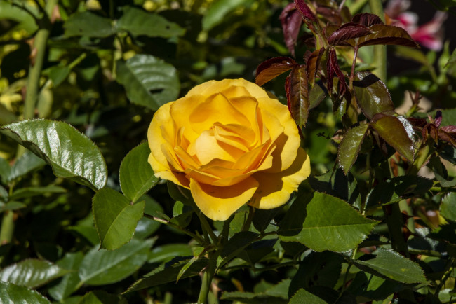 Обои картинки фото цветы, розы, роза