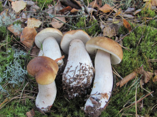 Картинка еда грибы +грибные+блюда свежие лесные боровики