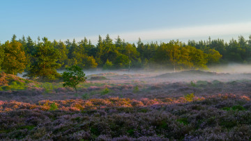 обоя национальный парк the hoge veluwe, природа, луга, пейзаж, деревья, лес, туман, растения, трава, небо, утро, национальный, парк, the, hoge, veluwe, нидерланды