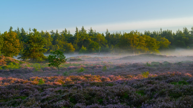 Обои картинки фото национальный парк the hoge veluwe, природа, луга, пейзаж, деревья, лес, туман, растения, трава, небо, утро, национальный, парк, the, hoge, veluwe, нидерланды