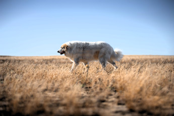 обоя животные, собаки, собака, белая, поле, трава