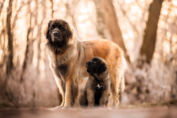 обоя животные, собаки, собака, щенок, осень, лес