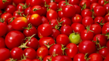 обоя еда, помидоры, томаты, черри, много, урожай