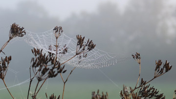 обоя природа, макро, паутина