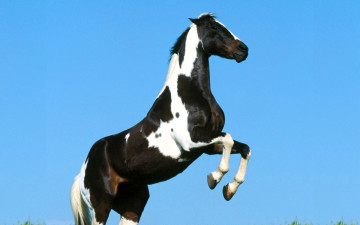 обоя животные, лошади, лошадь, пегая, дыбы, небо