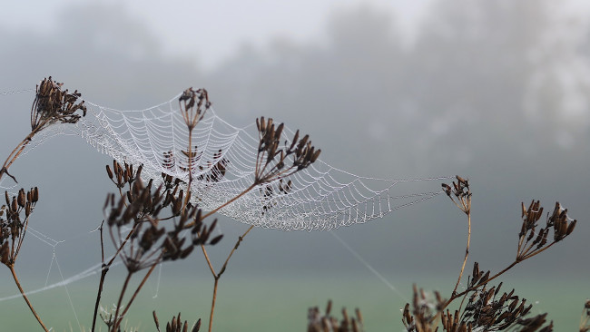 Обои картинки фото природа, макро, паутина