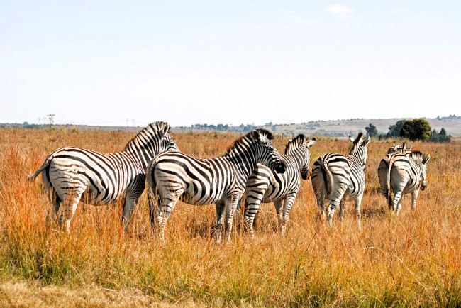 Обои картинки фото животные, зебры, стадо, трава, саванна