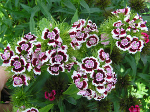 Картинка цветы гвоздики