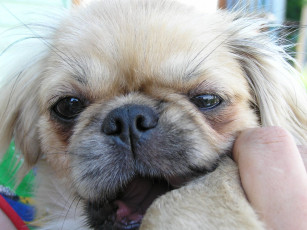 Картинка животные собаки