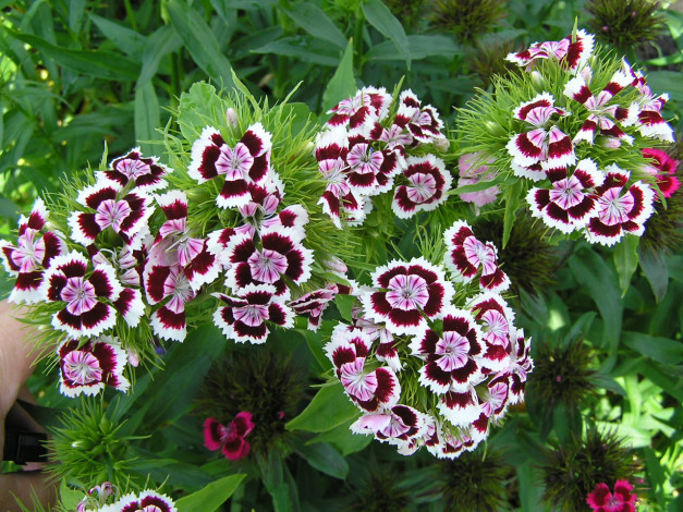 Обои картинки фото цветы, гвоздики