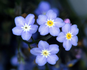 Картинка цветы незабудки