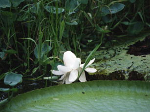 Картинка цветы лилии водяные нимфеи кувшинки