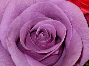 Картинка цветы розы